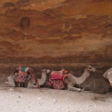Camels near the Treasury.