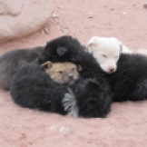 A ball of Petra puppies, keeping warm by huddling together.