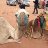 Camels in Wadi Rum.